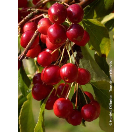 MALUS CHEAL'S WEEPING (Pommier d'ornement)