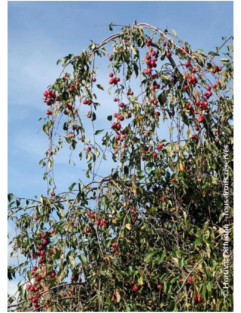 MALUS ECHTERMEYER (Pommier d'ornement)