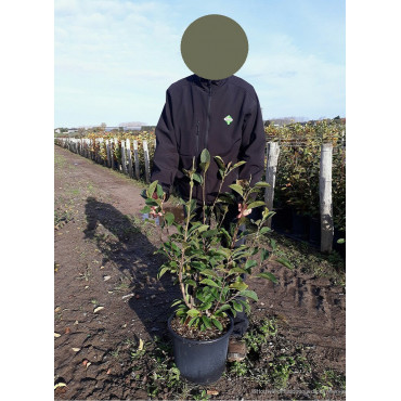 MAGNOLIA denudata FESTIROSE ® (Magnolier) En pot de 15-20 litres forme buisson extra fort