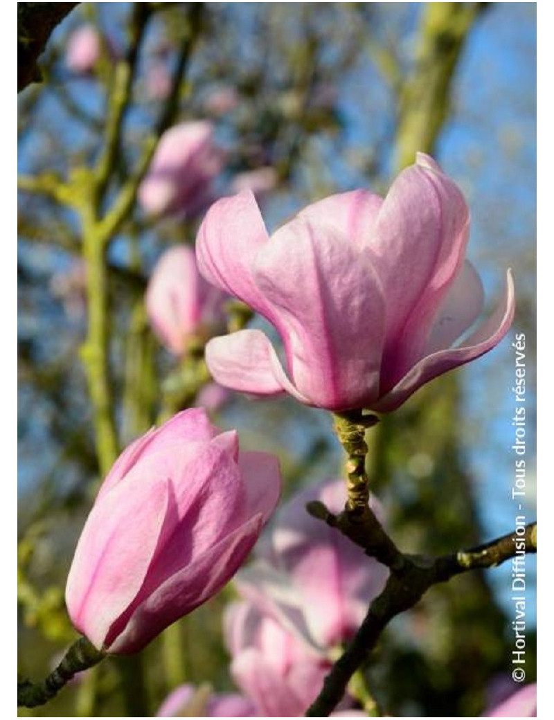 MAGNOLIA denudata FESTIROSE (R) (Magnolier)