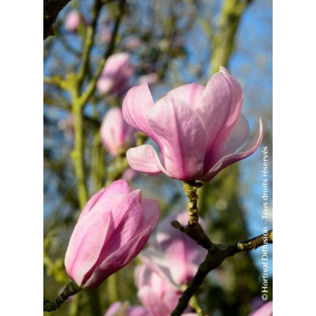 MAGNOLIA denudata FESTIROSE (R) (Magnolier)