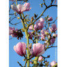 MAGNOLIA denudata FESTIROSE (R) (Magnolier)2