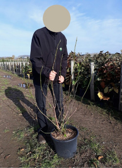 MAGNOLIA MANCHU FAN En pot de 15-20 litres