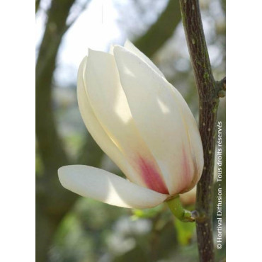 MAGNOLIA MANCHU FAN (Magnolier)1