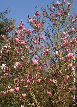 MAGNOLIA STAR WARS