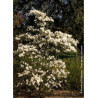 MAGNOLIA stellata ROYAL STAR (Magnolier)2