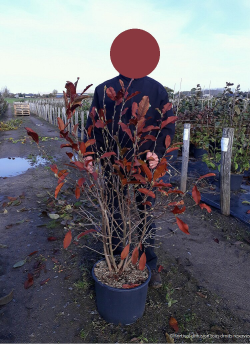 MAGNOLIA stellata ROYAL STAR En pot de 25-30 litres