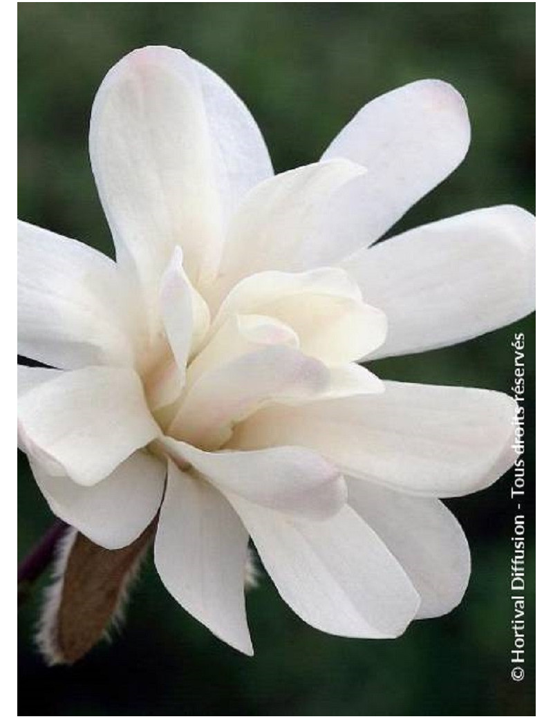 MAGNOLIA stellata ROYAL STAR (Magnolier)