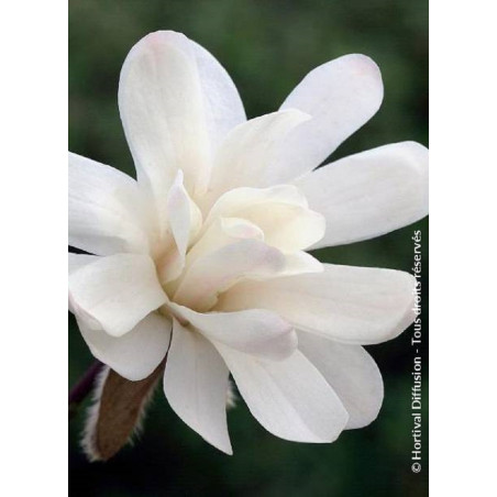 MAGNOLIA stellata ROYAL STAR (Magnolier)