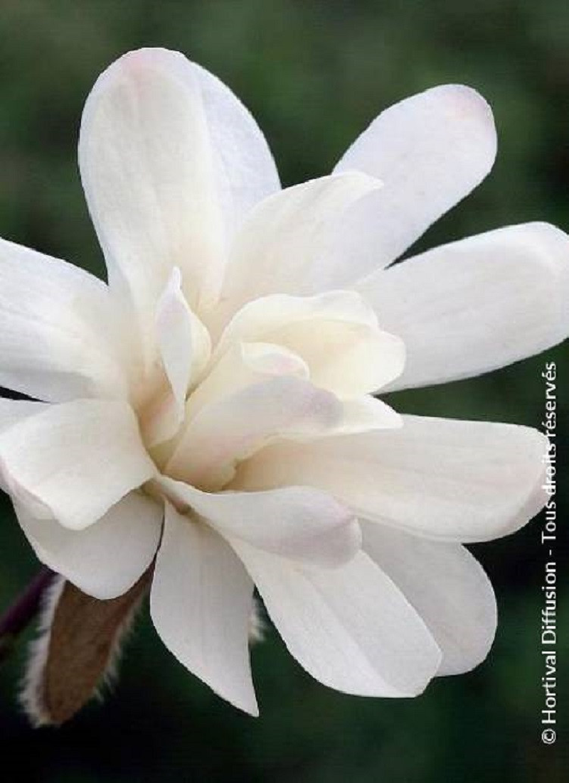MAGNOLIA stellata ROYAL STAR