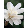 MAGNOLIA stellata ROYAL STAR (Magnolier)