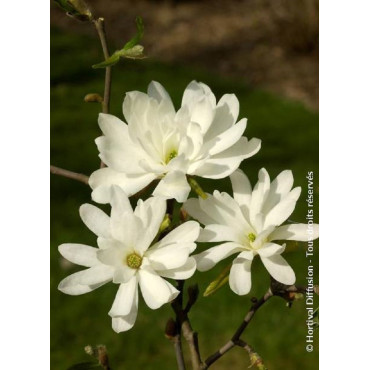 MAGNOLIA stellata ROYAL STAR (Magnolier)1