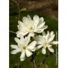 MAGNOLIA stellata ROYAL STAR (Magnolier)1