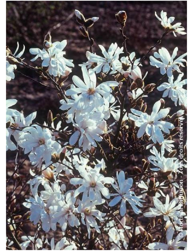 MAGNOLIA stellata WATERLILY (Magnolier)2