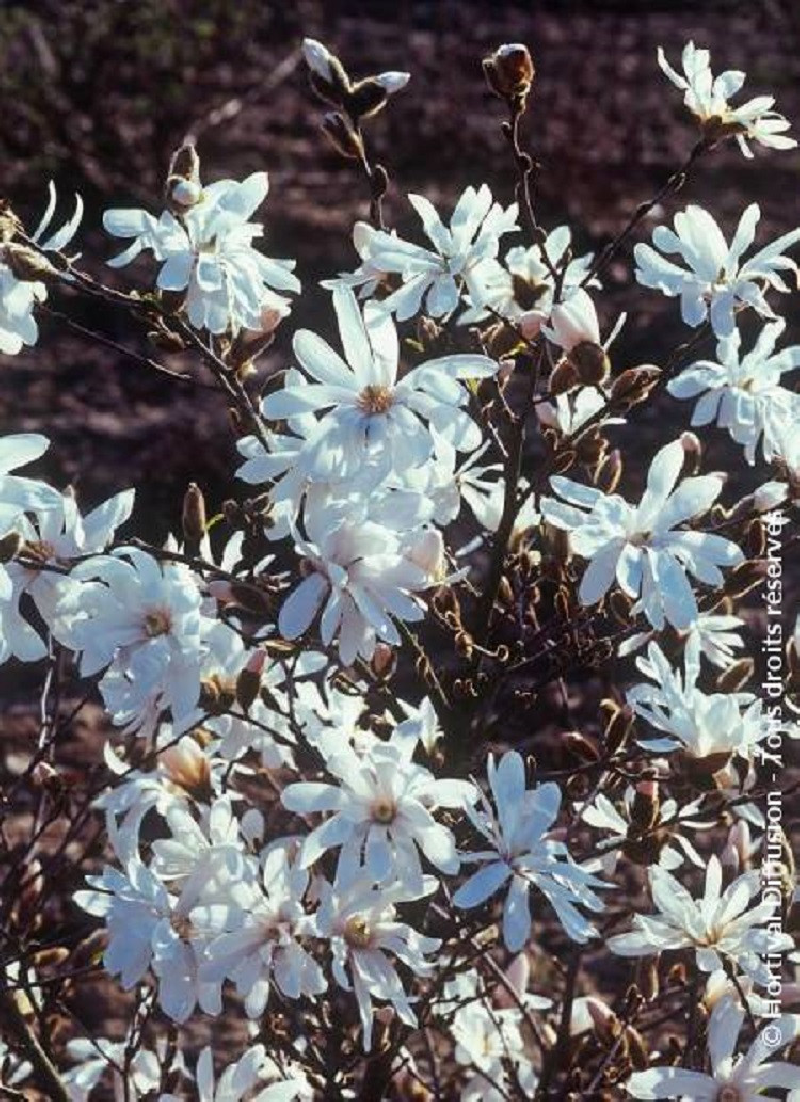 MAGNOLIA stellata WATERLILY