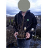 MAGNOLIA stellata WATERLILY (Magnolier) En pot de 4-5 litres forme touffe