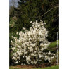 MAGNOLIA stellata WATERLILY (Magnolier)1