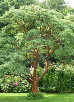 erable-a-ecorce-de-papier-acer-griseum-2.jpg