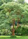 erable-a-ecorce-de-papier-acer-griseum-2.jpg
