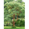 ACER griseum