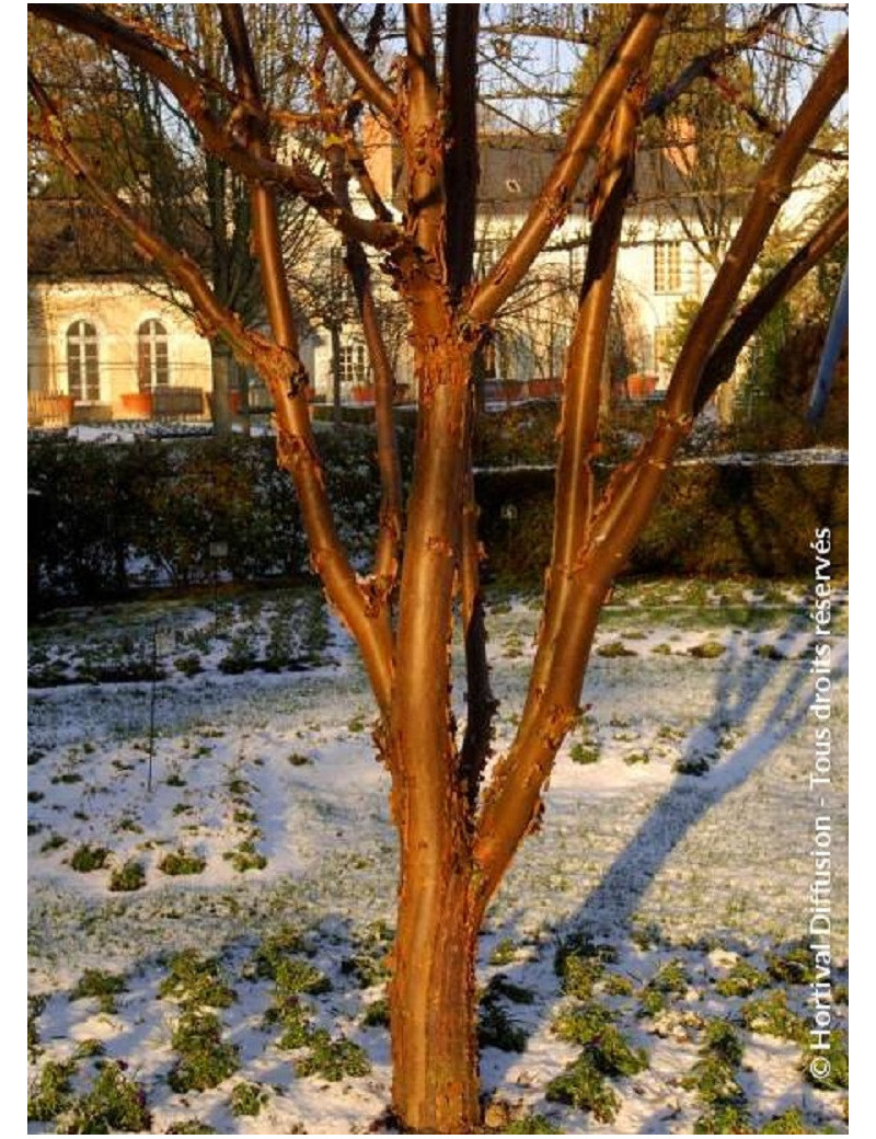 ACER griseum
