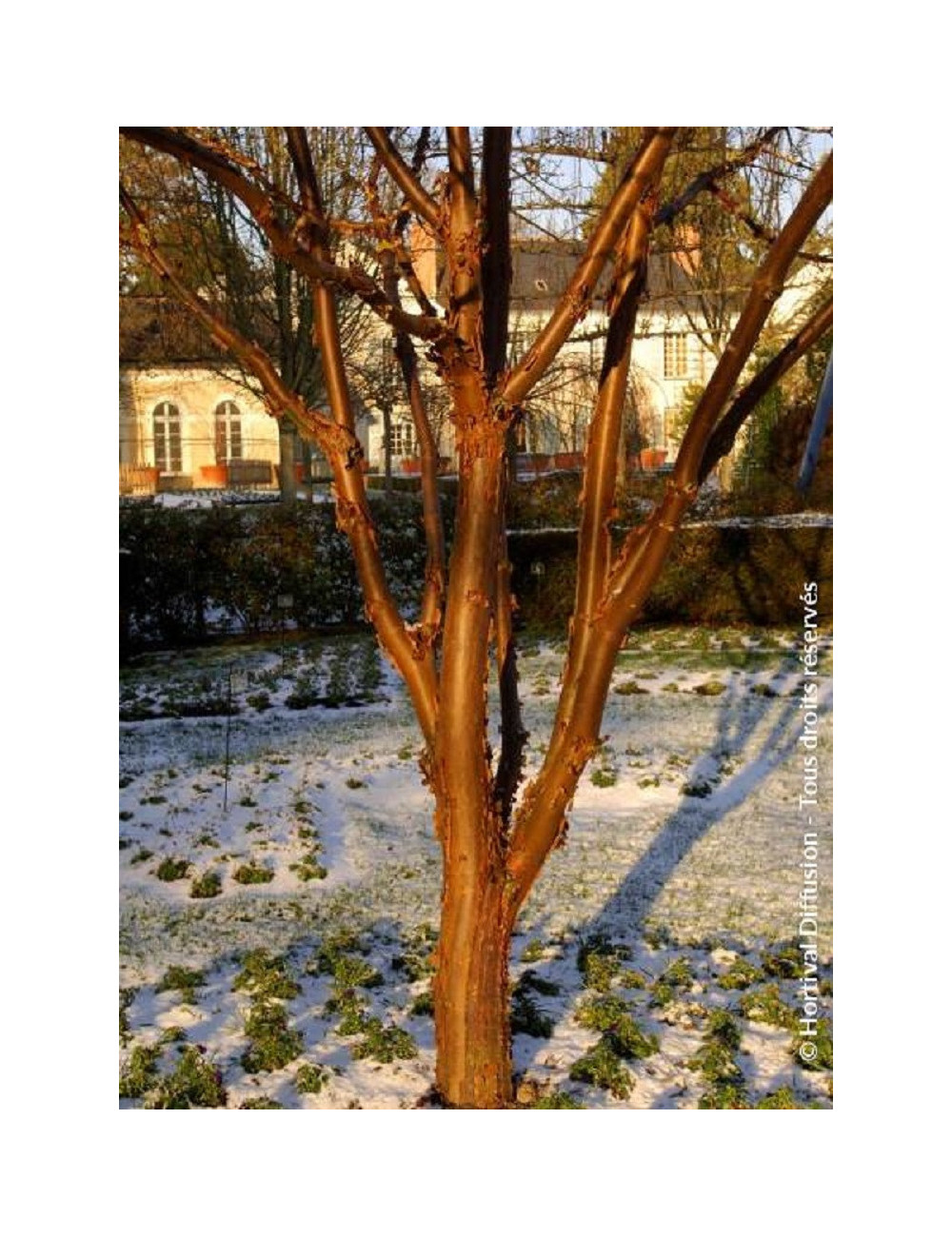 ACER griseum