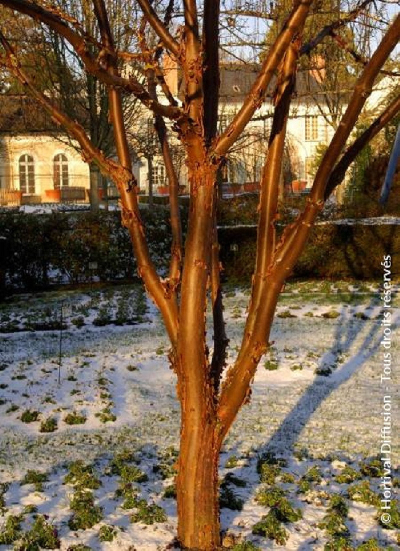 erable-a-ecorce-de-papier-acer-griseum.jpg