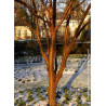 ACER griseum
