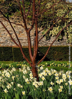 erable-a-ecorce-de-papier-acer-griseum-1.jpg