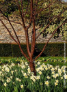 erable-a-ecorce-de-papier-acer-griseum-1.jpg