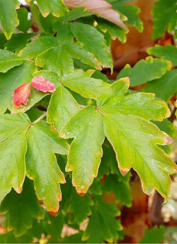 erable-a-ecorce-de-papier-acer-griseum-4.jpg