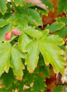 erable-a-ecorce-de-papier-acer-griseum-4.jpg