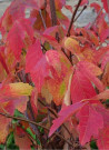 erable-a-ecorce-de-papier-acer-griseum-5.jpg