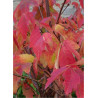 ACER griseum