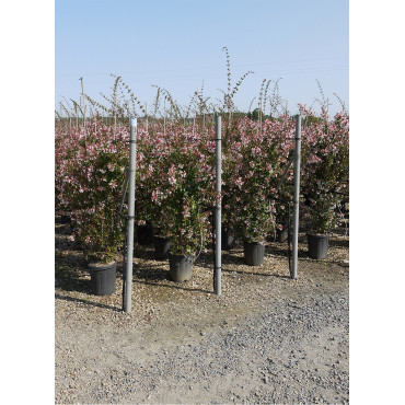 ABELIA grandiflora (Abélia à grandes fleurs) En pot de 18 litres forme touffe