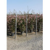 ABELIA grandiflora En pot de 35-50 litres buisson hauteur 150-175 cm