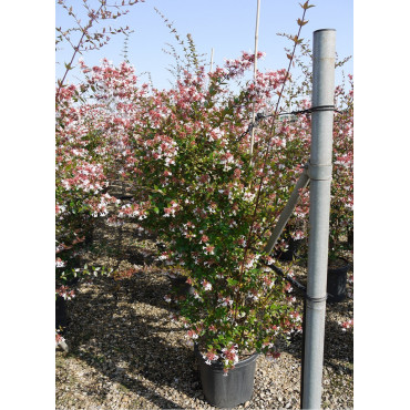 ABELIA grandiflora (Abélia à grandes fleurs) En pot de 18 litres forme touffe