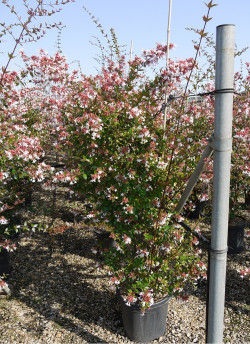 ABELIA grandiflora En pot de 15-20 litres buisson hauteur 100-125 cm