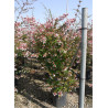 ABELIA grandiflora En pot de 15-20 litres buisson hauteur 100-125 cm