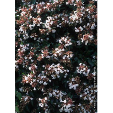 ABELIA grandiflora (Abélia à grandes fleurs)