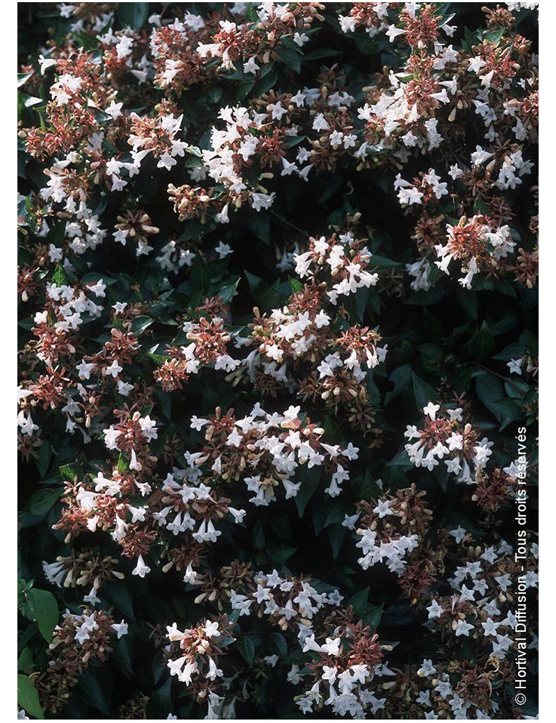 ABELIA grandiflora (Abélia à grandes fleurs) 