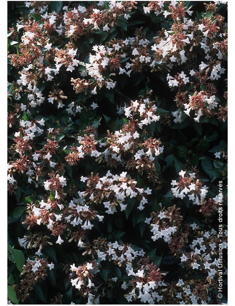 ABELIA grandiflora (Abélia à grandes fleurs) ABELIA grandiflora (Abélia à grandes fleurs)