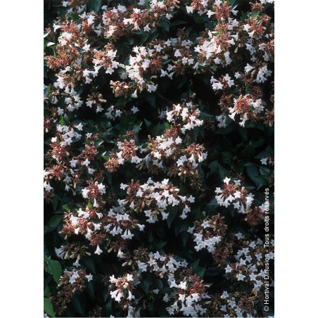ABELIA grandiflora (Abélia à grandes fleurs) 