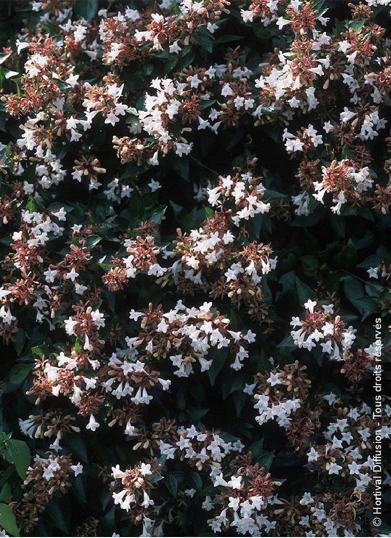 ABELIA grandiflora