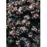 ABELIA grandiflora (Abélia à grandes fleurs)