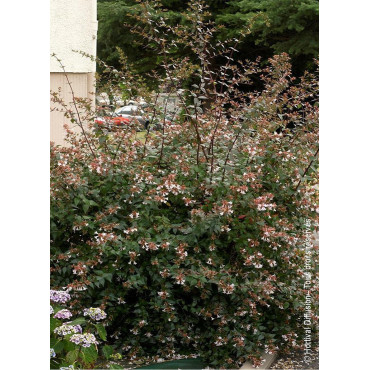 ABELIA grandiflora (Abélia à grandes fleurs)1