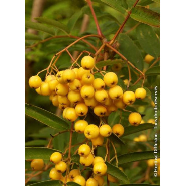 SORBUS aucuparia FASTIGIATA (Sorbier des oiseaux fastigié)1