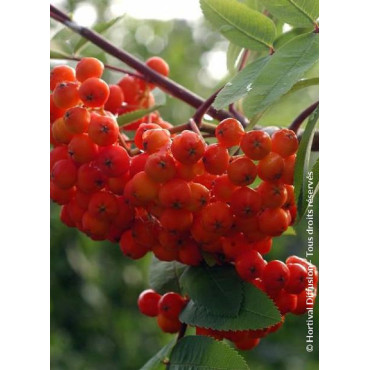 SORBUS aucuparia WETTRA (Sorbier des oiseaux Wettra)1