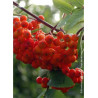 SORBUS aucuparia WETTRA (Sorbier des oiseaux Wettra)1