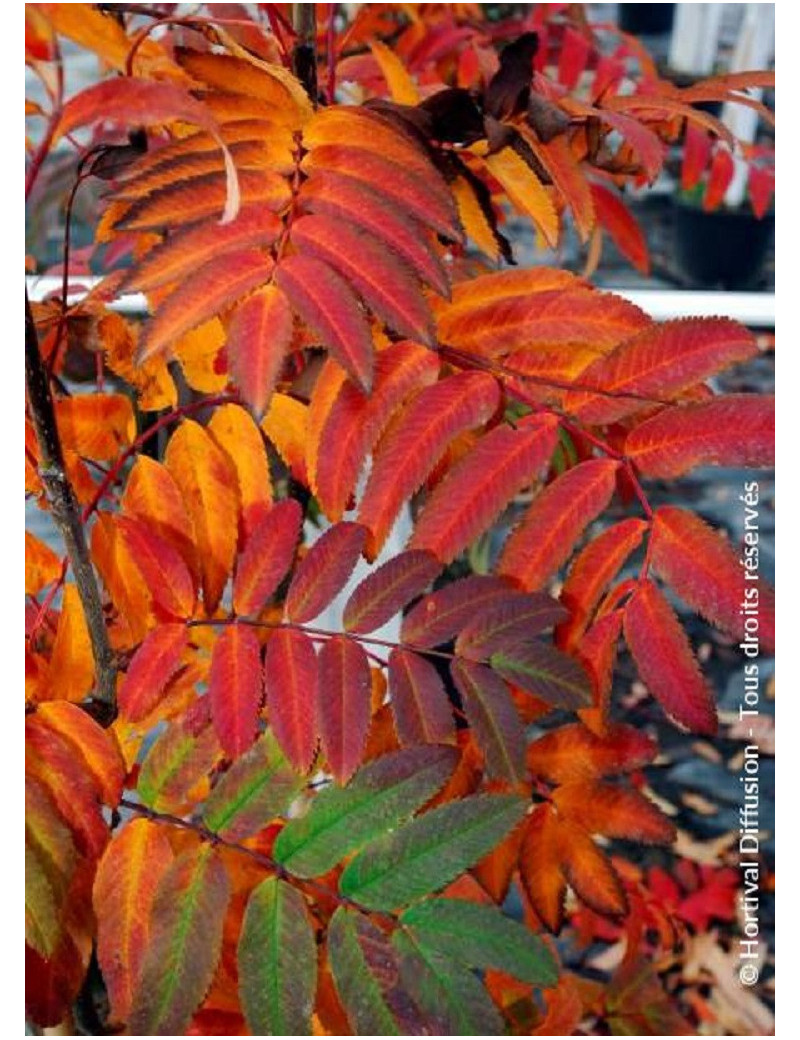 SORBUS aucuparia WETTRA (Sorbier des oiseaux Wettra)